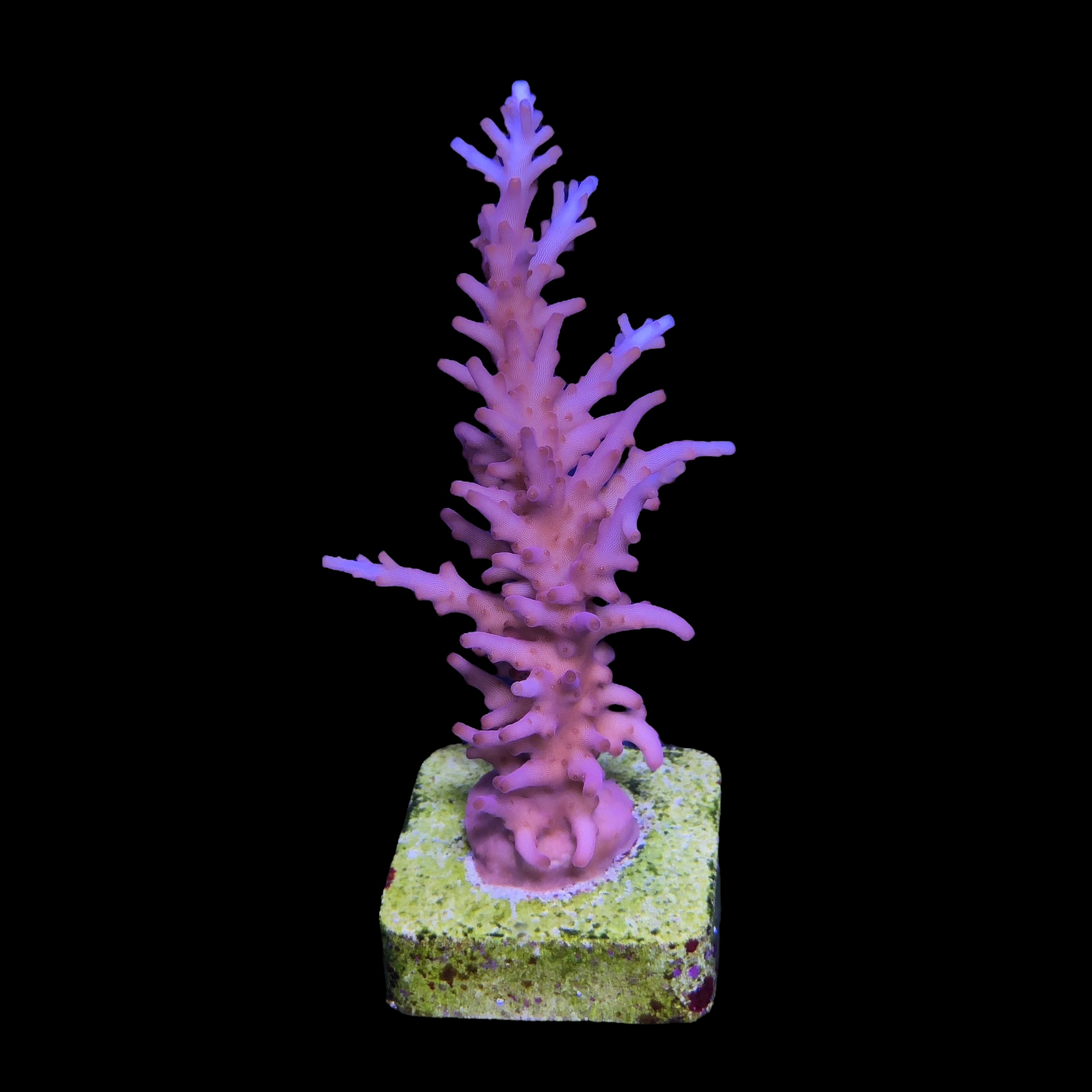 Pink Dragon G - Imagem 2