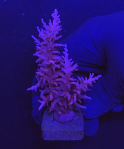 Pink Dragon Mini Colônia