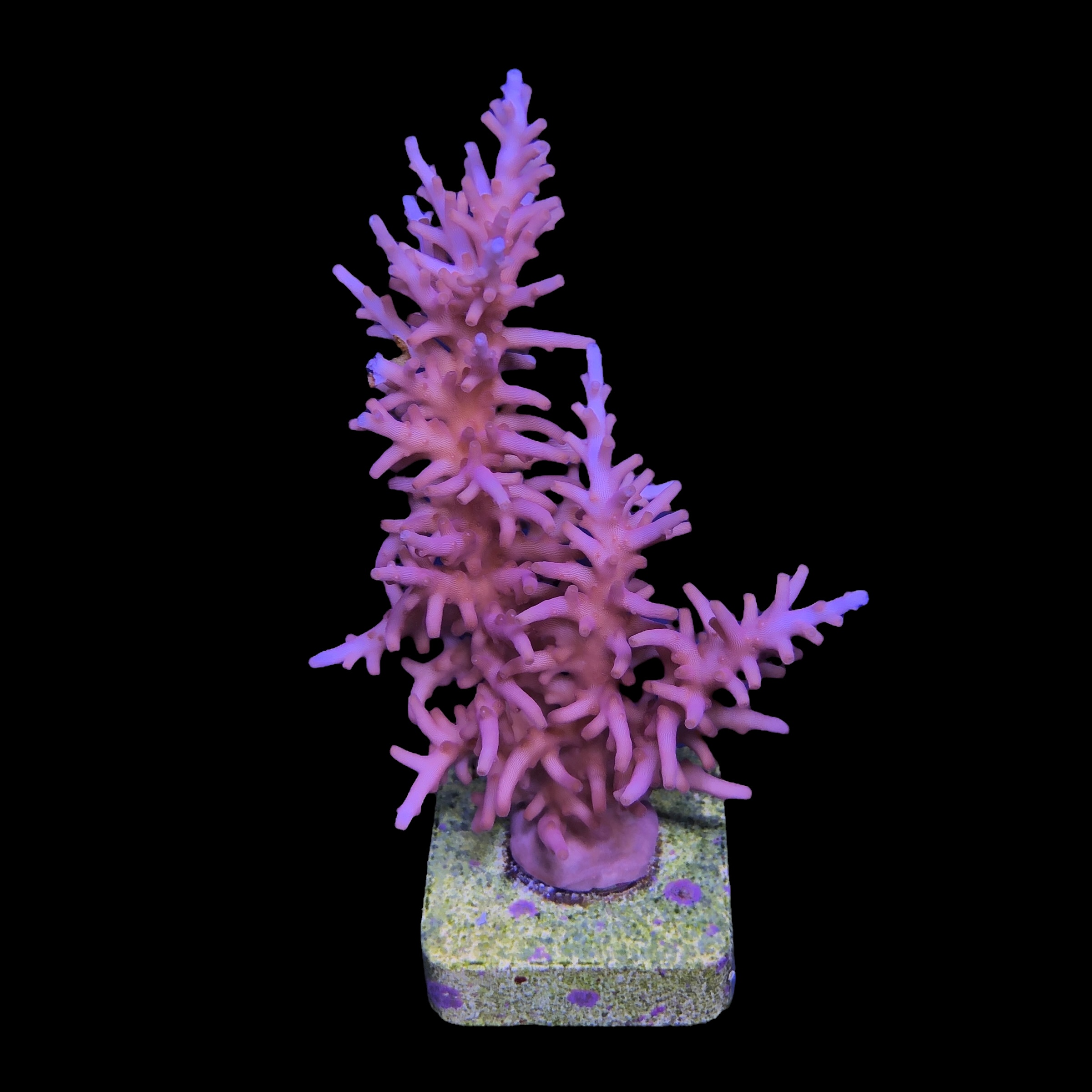 Pink Dragon Mini Colônia - Imagem 2