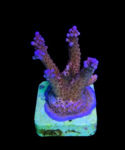 Alternative view of Pink Panther M