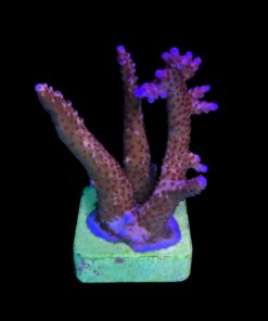 Alternative view of Pink Panther M