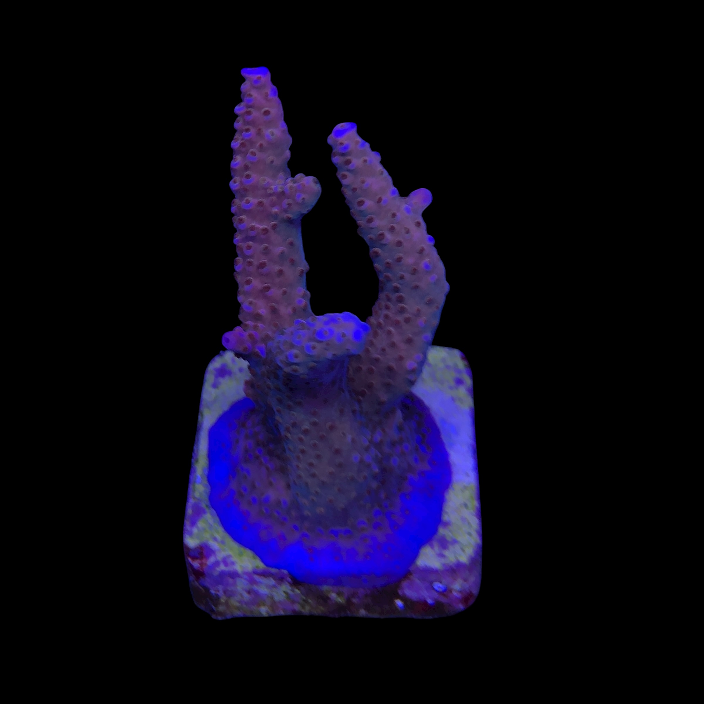 Pink Panther M - Imagem 2