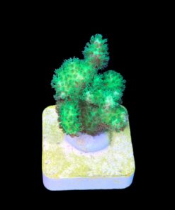 Pocillopora Green M