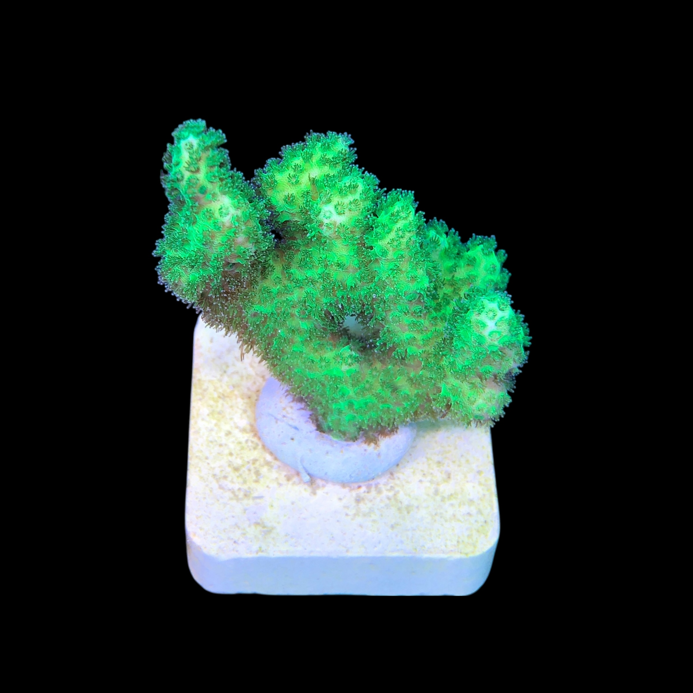 Pocillopora Green M