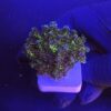Pocillopora Purple M