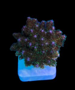 Alternative view of Pocillopora Purple M