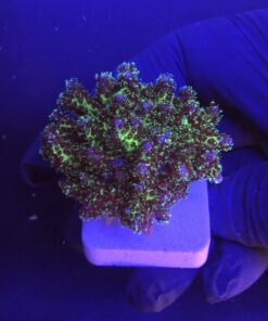 Pocillopora Purple M