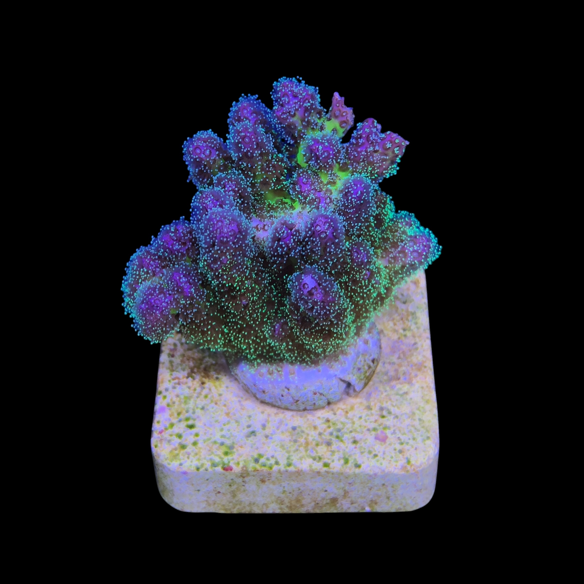 Pocillopora Purple M - Imagem 2