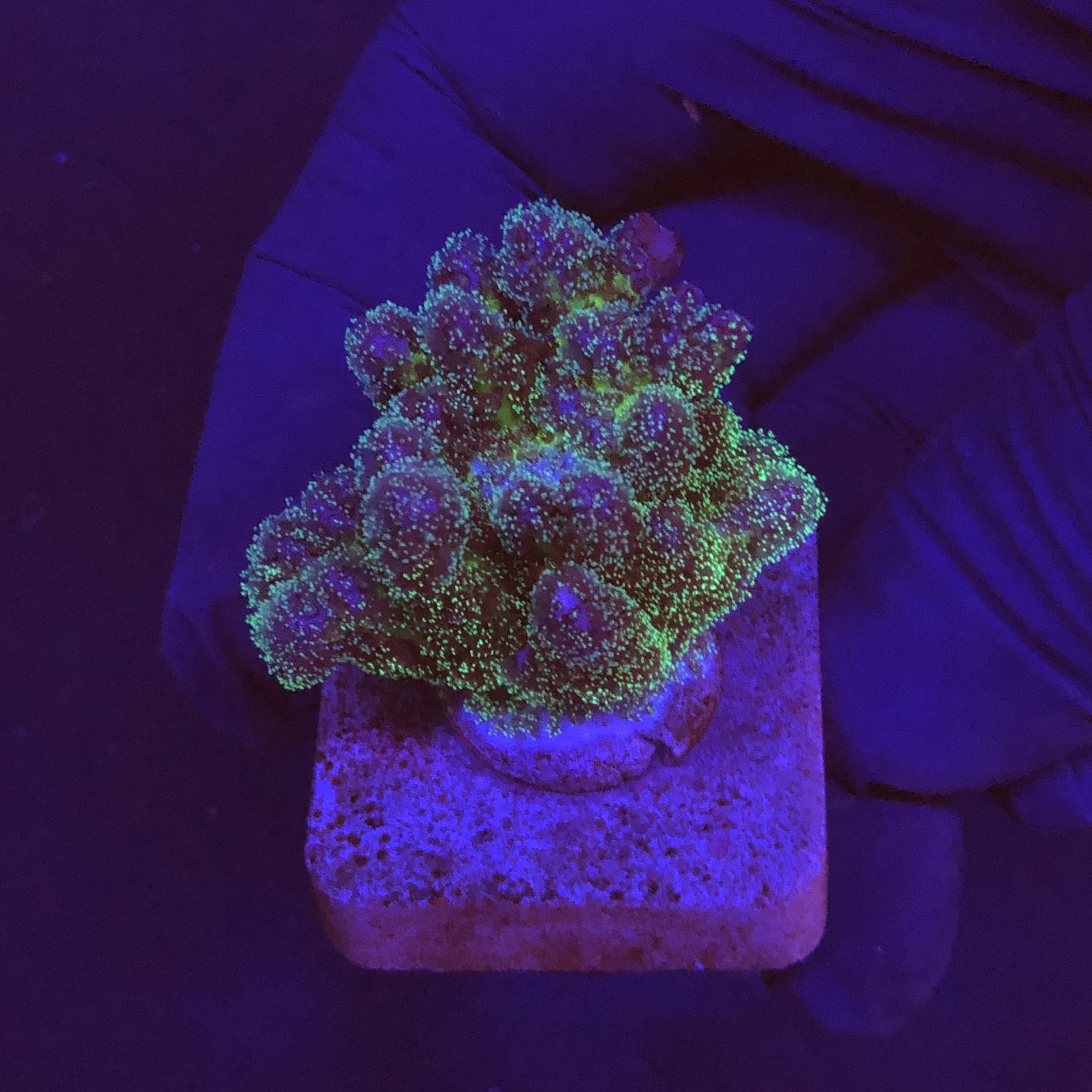 Pocillopora Purple M