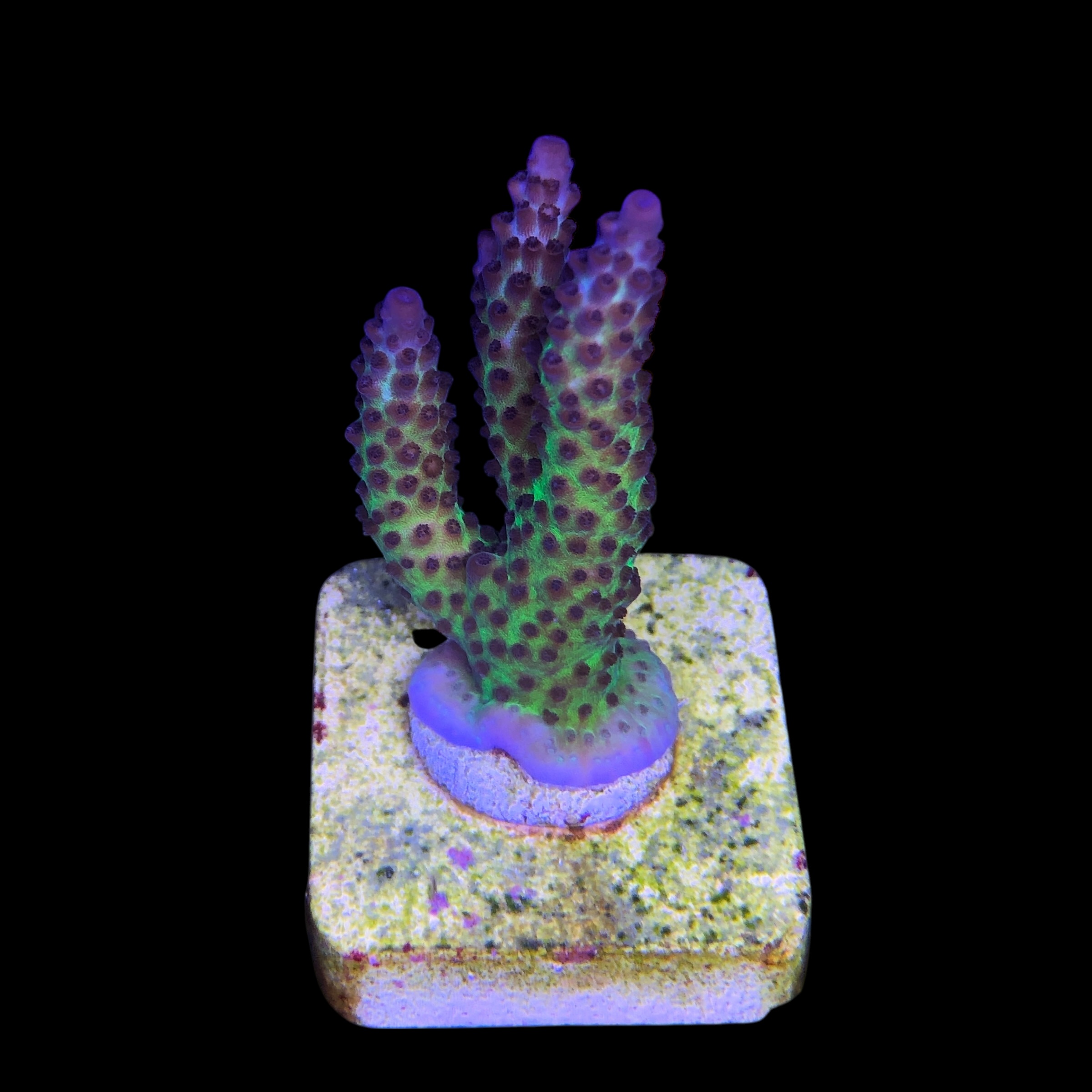 Posseidon M - Imagem 2