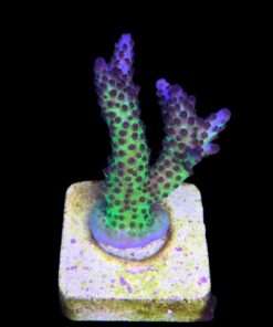 Alternative view of Posseidon M