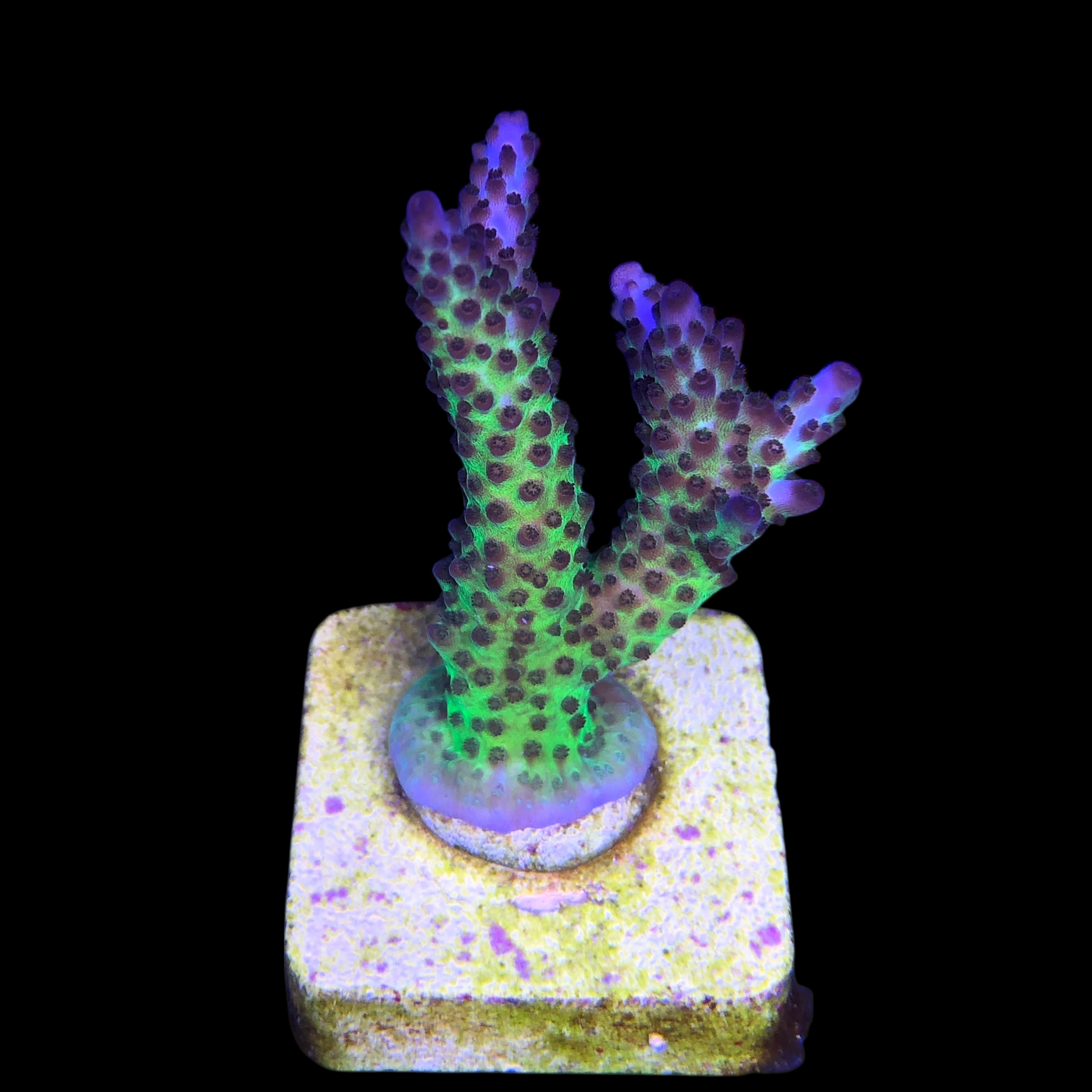 Posseidon M - Imagem 2