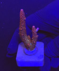 Red Robin Staghorn G