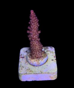 Alternative view of Red Robin Staghorn M