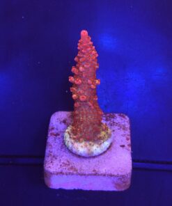 Red Robin Staghorn M