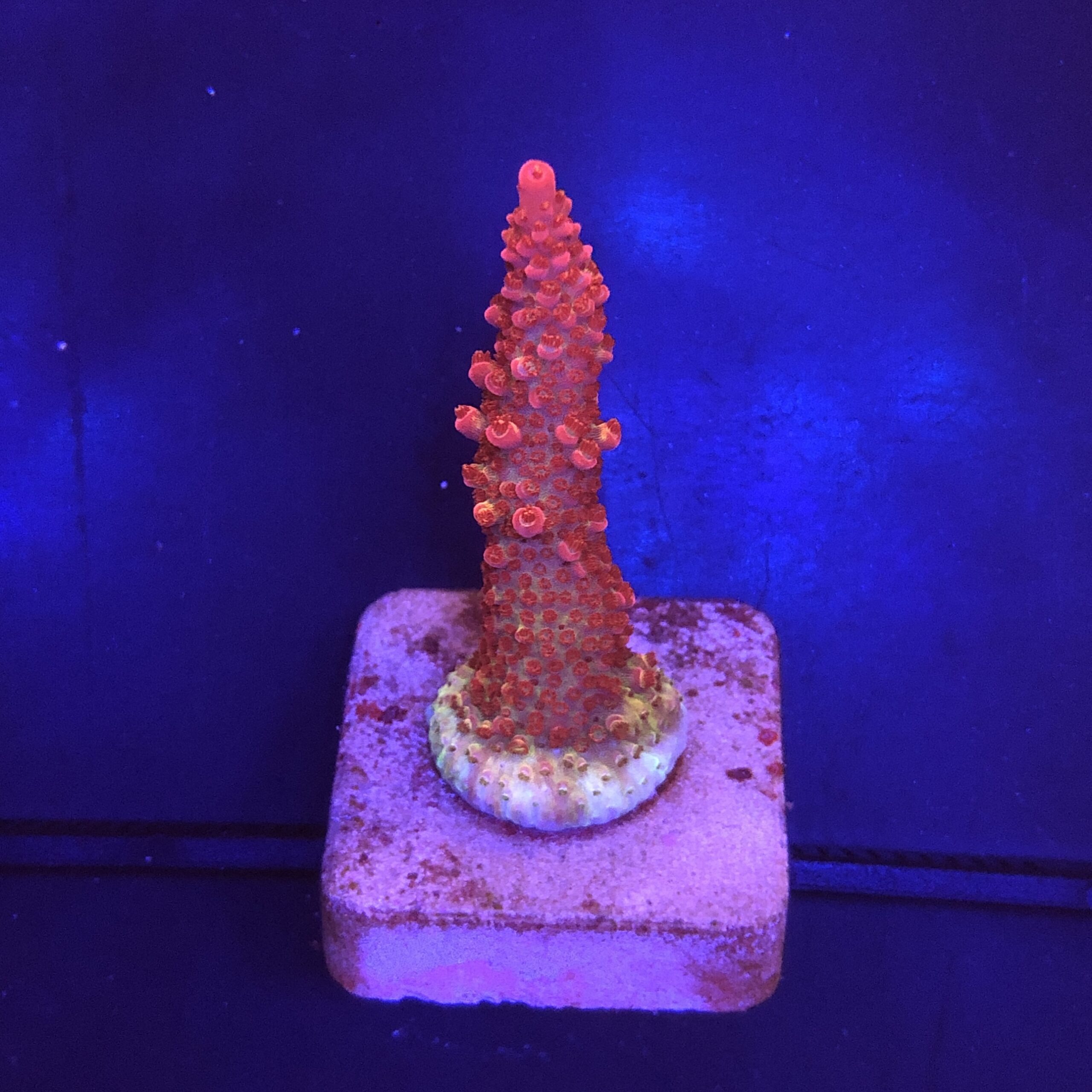 Red Robin Staghorn M