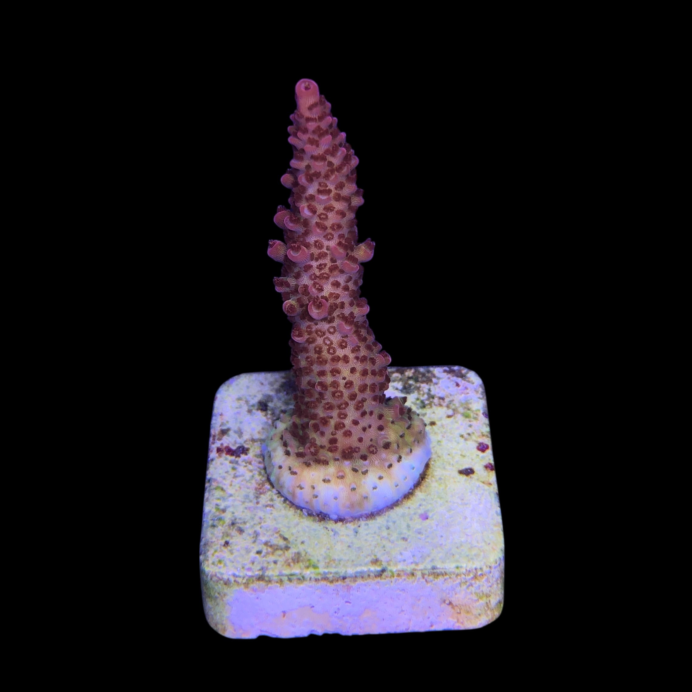 Red Robin Staghorn M - Imagem 2