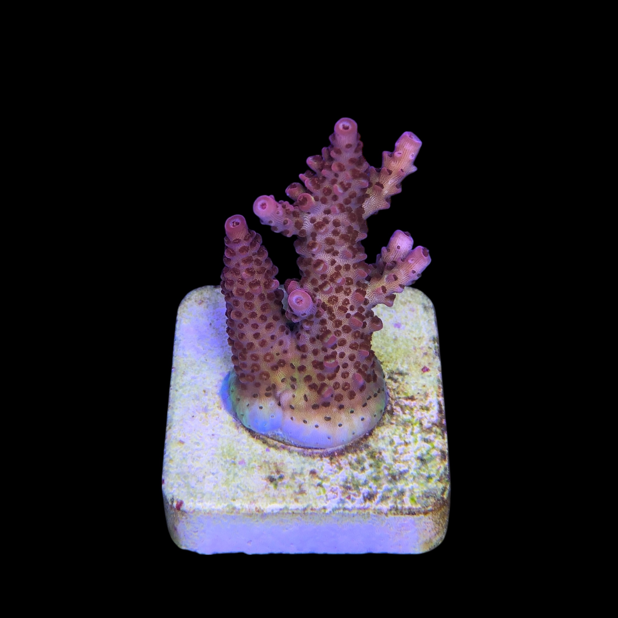 Red Robin Staghorn M - Imagem 2