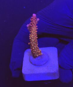 Red Robin Staghorn M