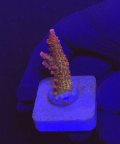 Red Robin Staghorn M