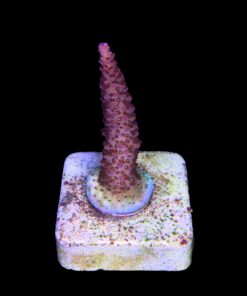 Alternative view of Red Robin Staghorn M