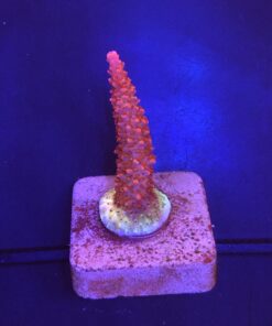 Red Robin Staghorn M