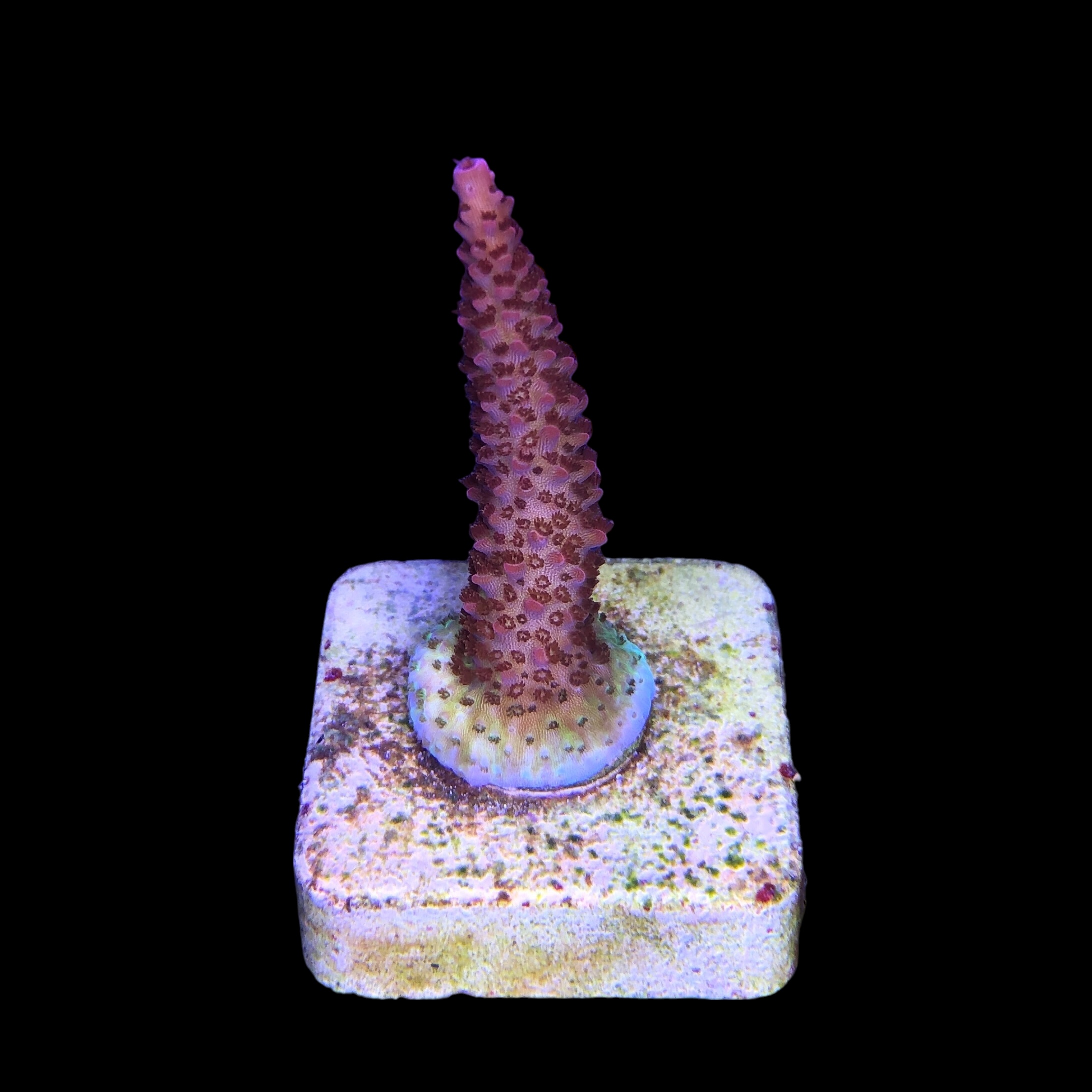 Red Robin Staghorn M - Imagem 2