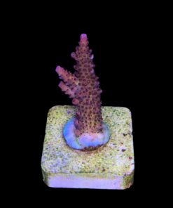 Alternative view of Red Robin Staghorn M