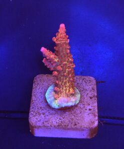 Red Robin Staghorn M