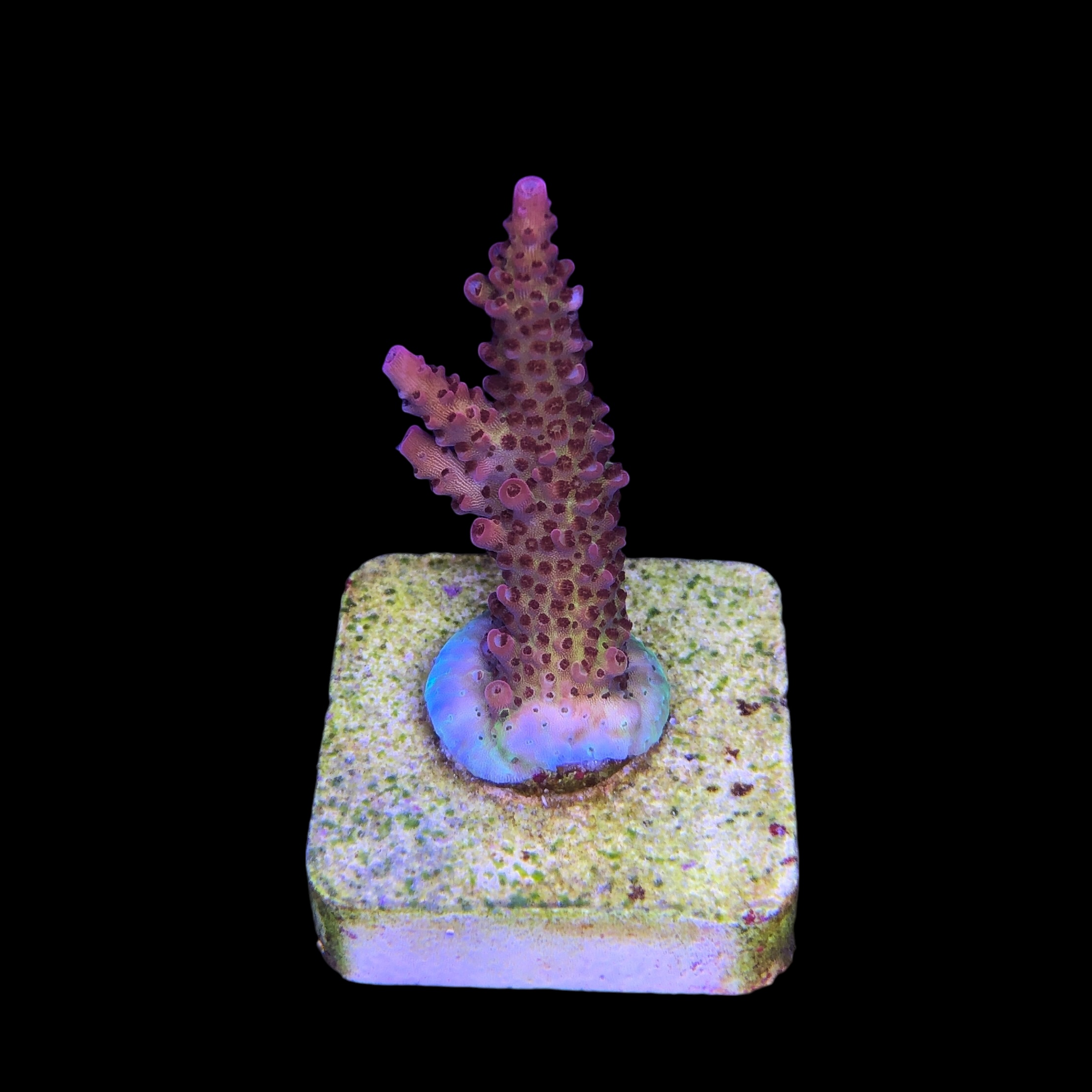 Red Robin Staghorn M - Imagem 2