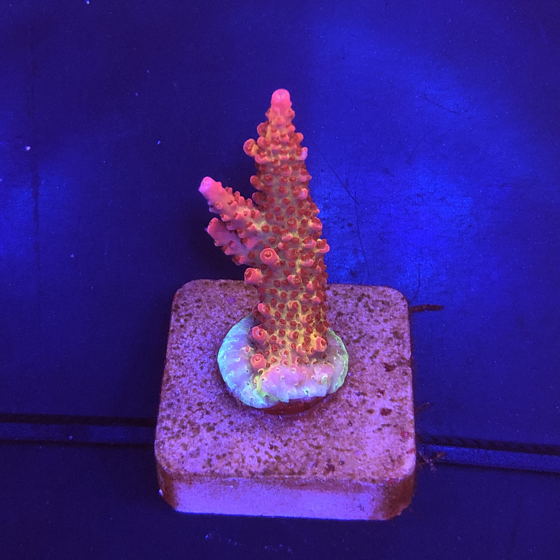 Red Robin Staghorn M