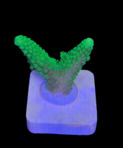 Alternative view of Salmoensis Green M