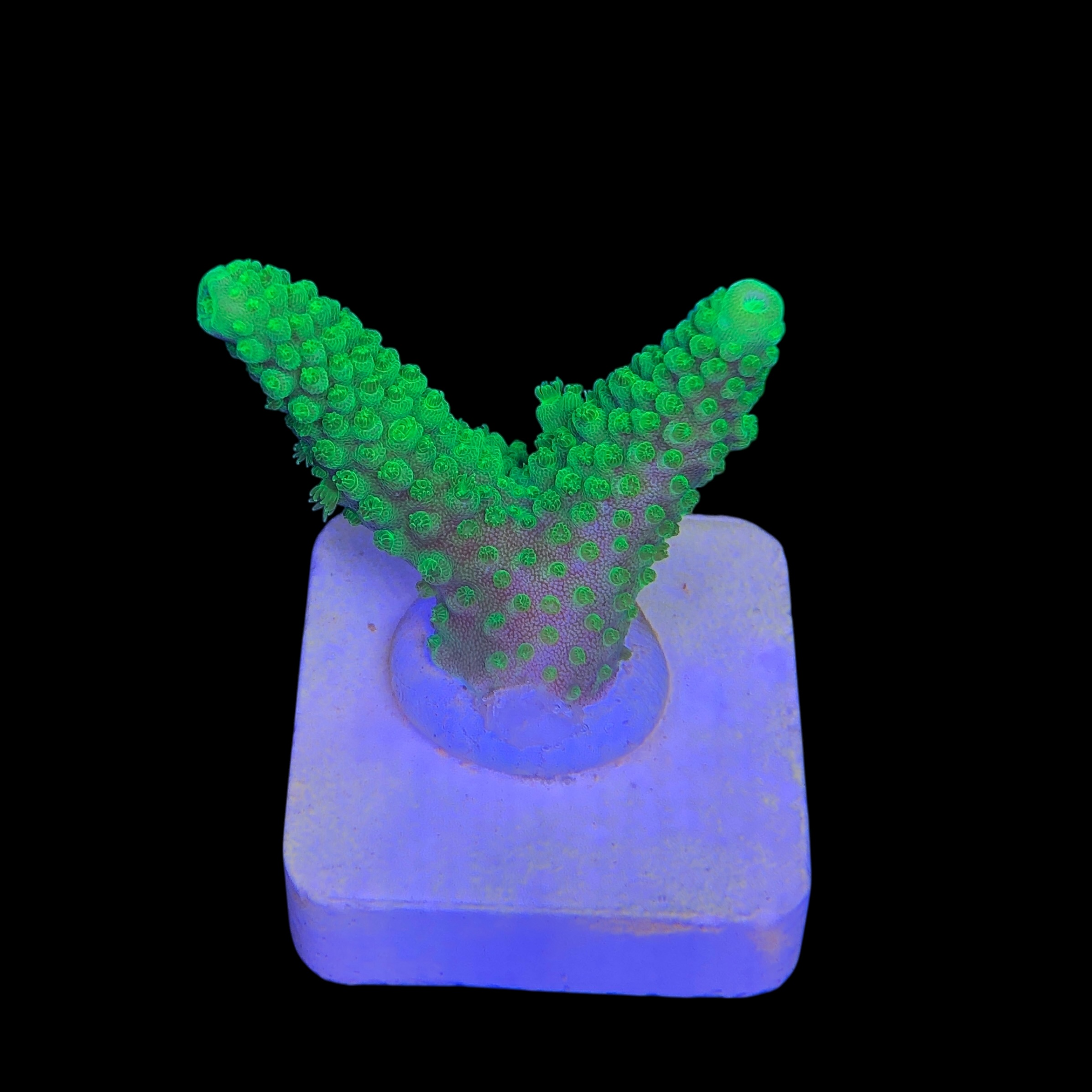 Salmoensis Green M - Imagem 2