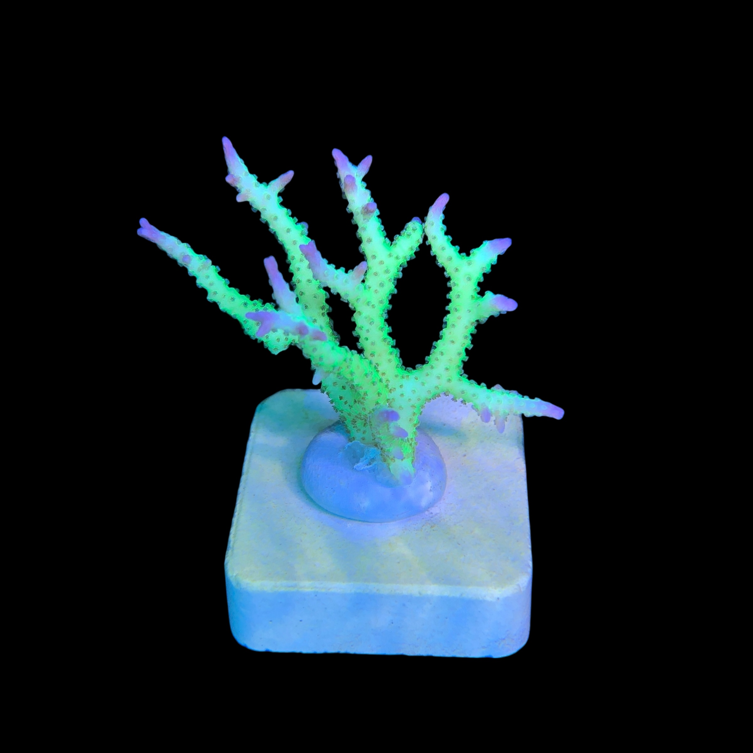 Seriatopora Ponape M