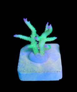 Seriatopora Ponape M