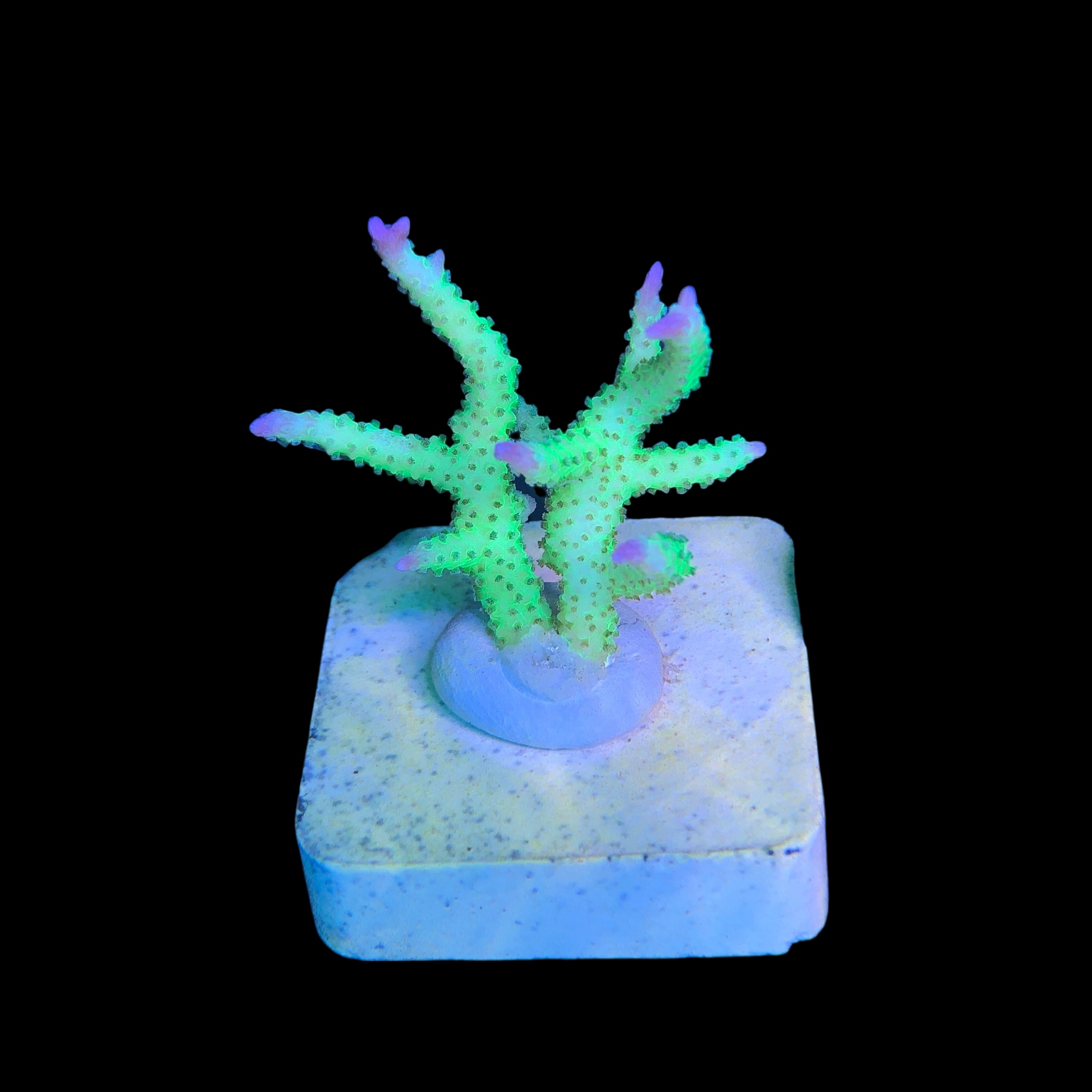 Seriatopora Ponape M