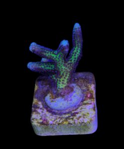 Seriatopora Bird of Paradise M