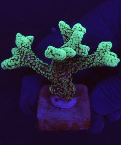 Seriatopora Caliendrum G