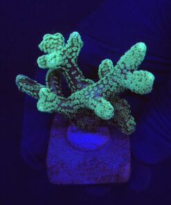 Seriatopora Caliendrum M