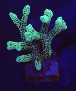 Seriatopora Caliendrum G