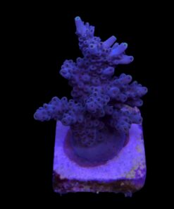 Shortcake Purple Yellow Tips M