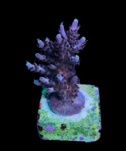 Alternative view of Shortcake Purple Yellow Tips M