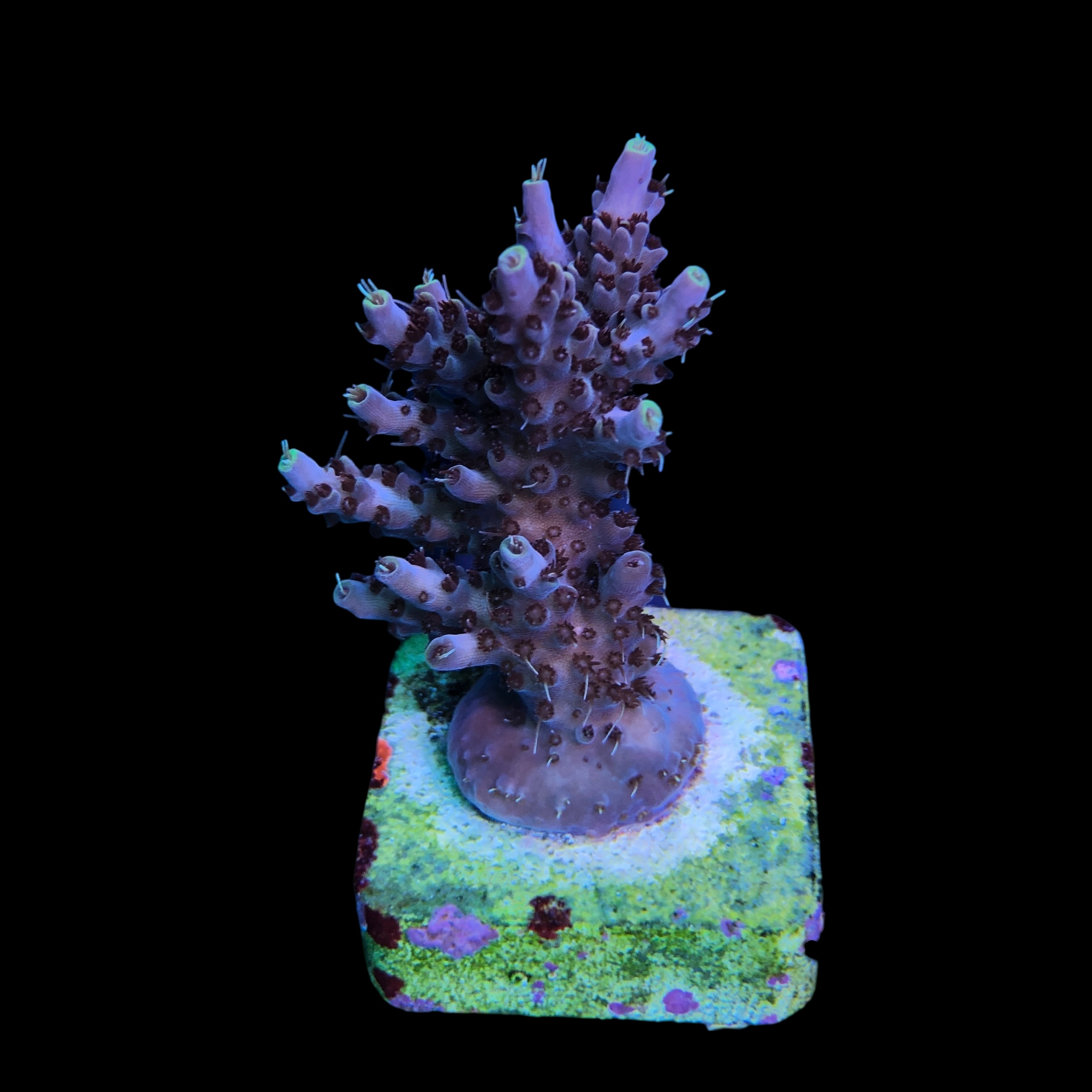 Shortcake Purple Yellow Tips M - Imagem 2