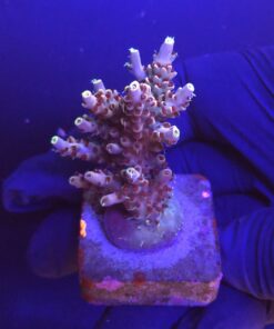 Shortcake Purple Yellow Tips M