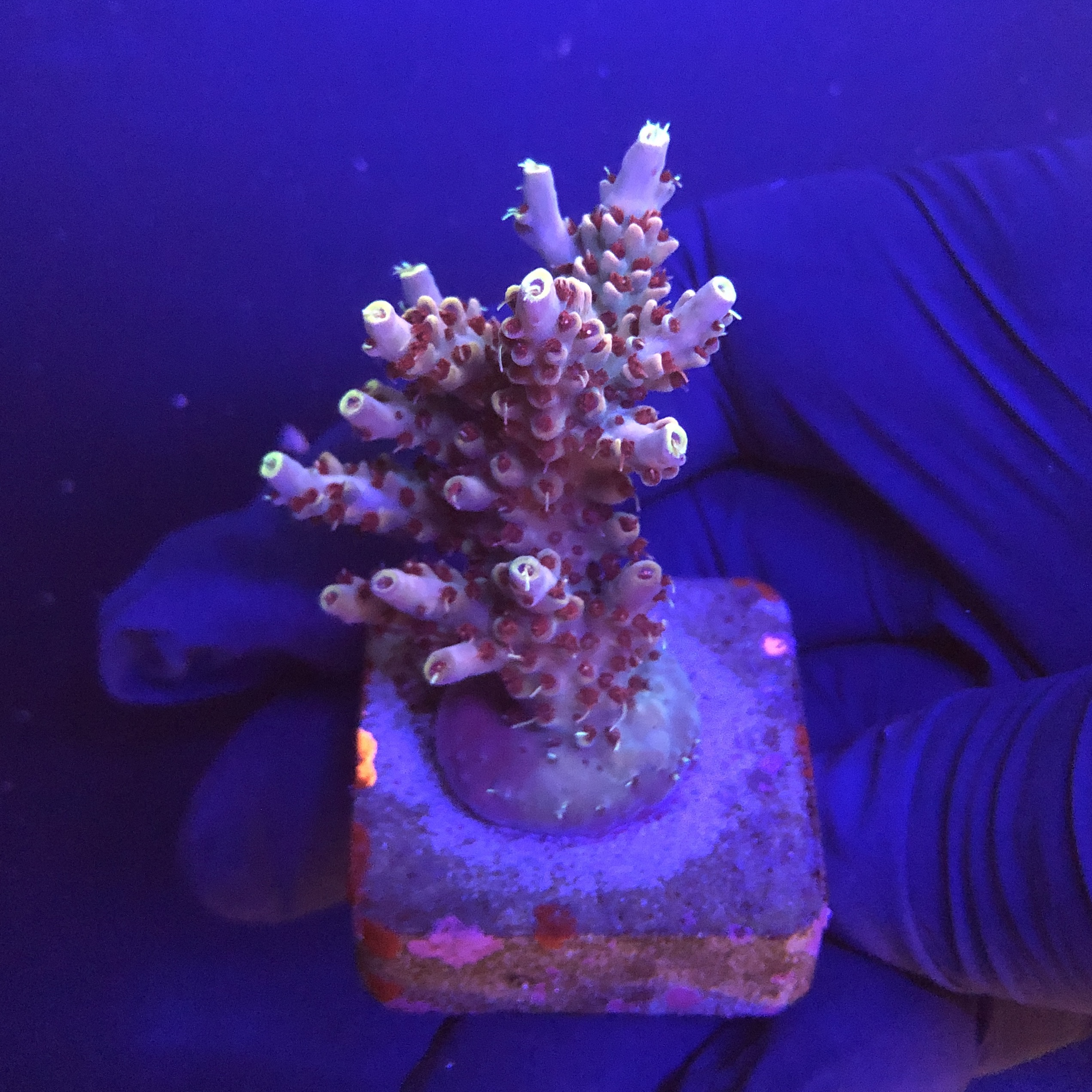 Shortcake Purple Yellow Tips M