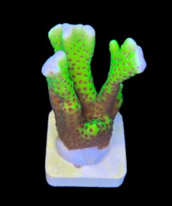 Alternative view of Slime Ball Anacropora G