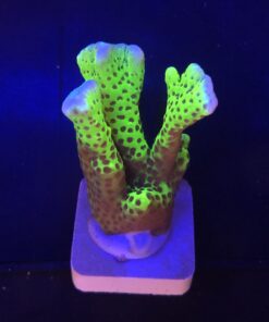 Slime Ball Anacropora G