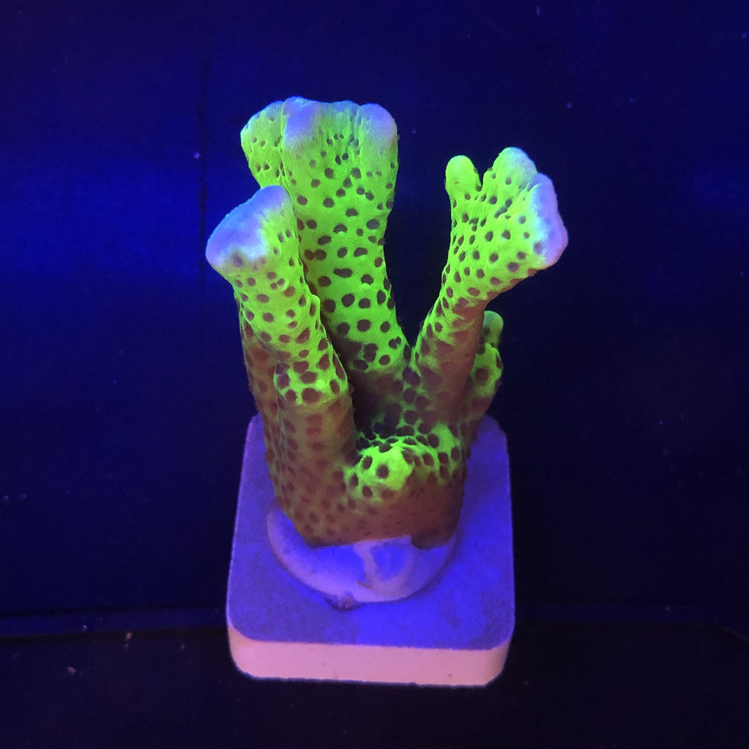 Slime Ball Anacropora G