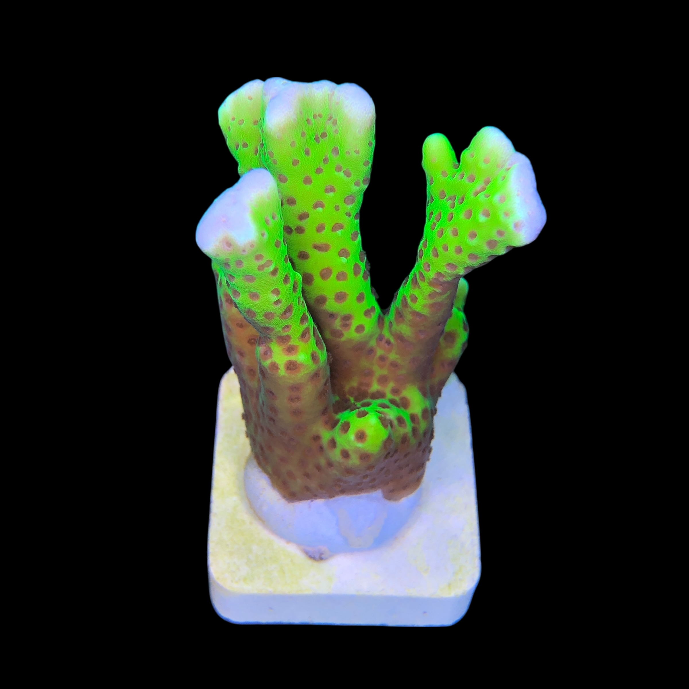 Slime Ball Anacropora G - Imagem 2