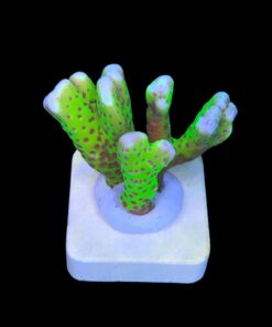 Alternative view of Slime Ball Anacropora M